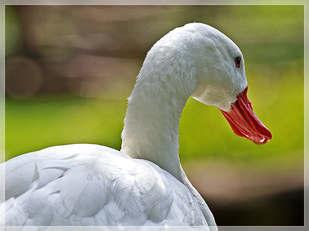 Tiere im Zoo III