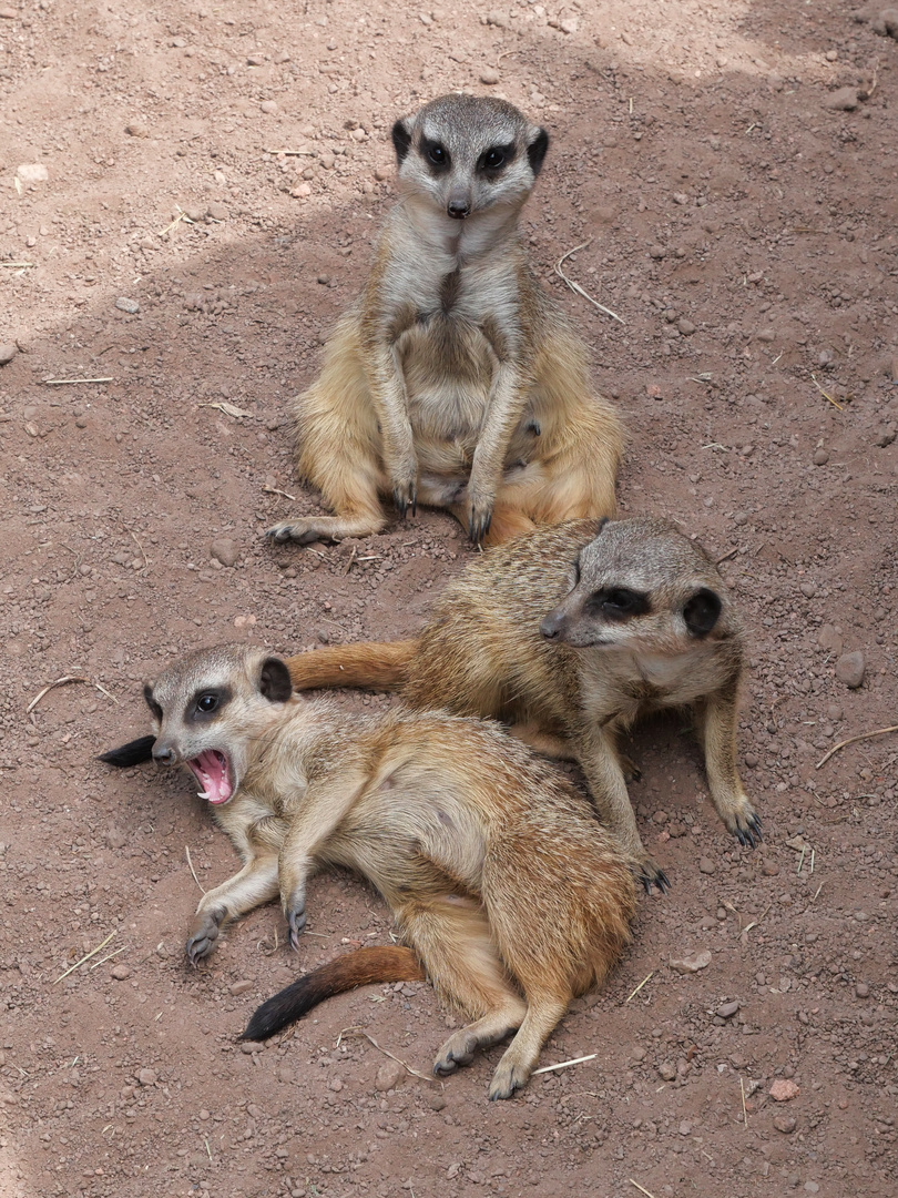 Tiere im Zoo Leipzig