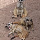 Tiere im Zoo Leipzig