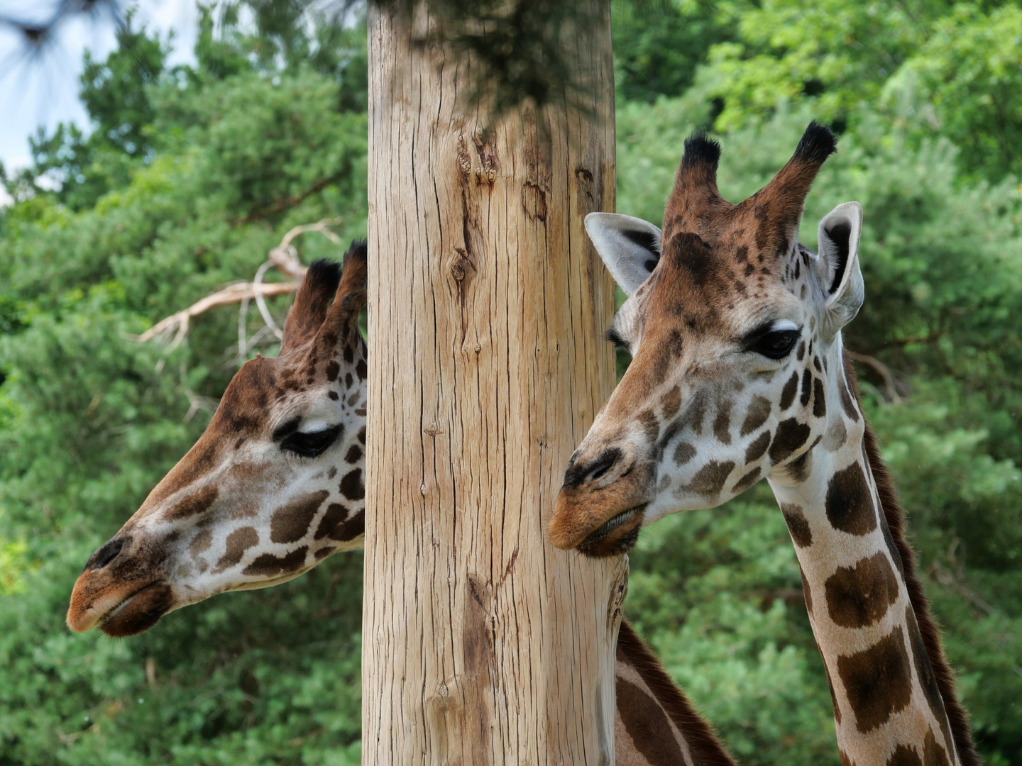 Tiere im Zoo Leipzig