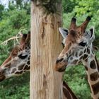 Tiere im Zoo Leipzig