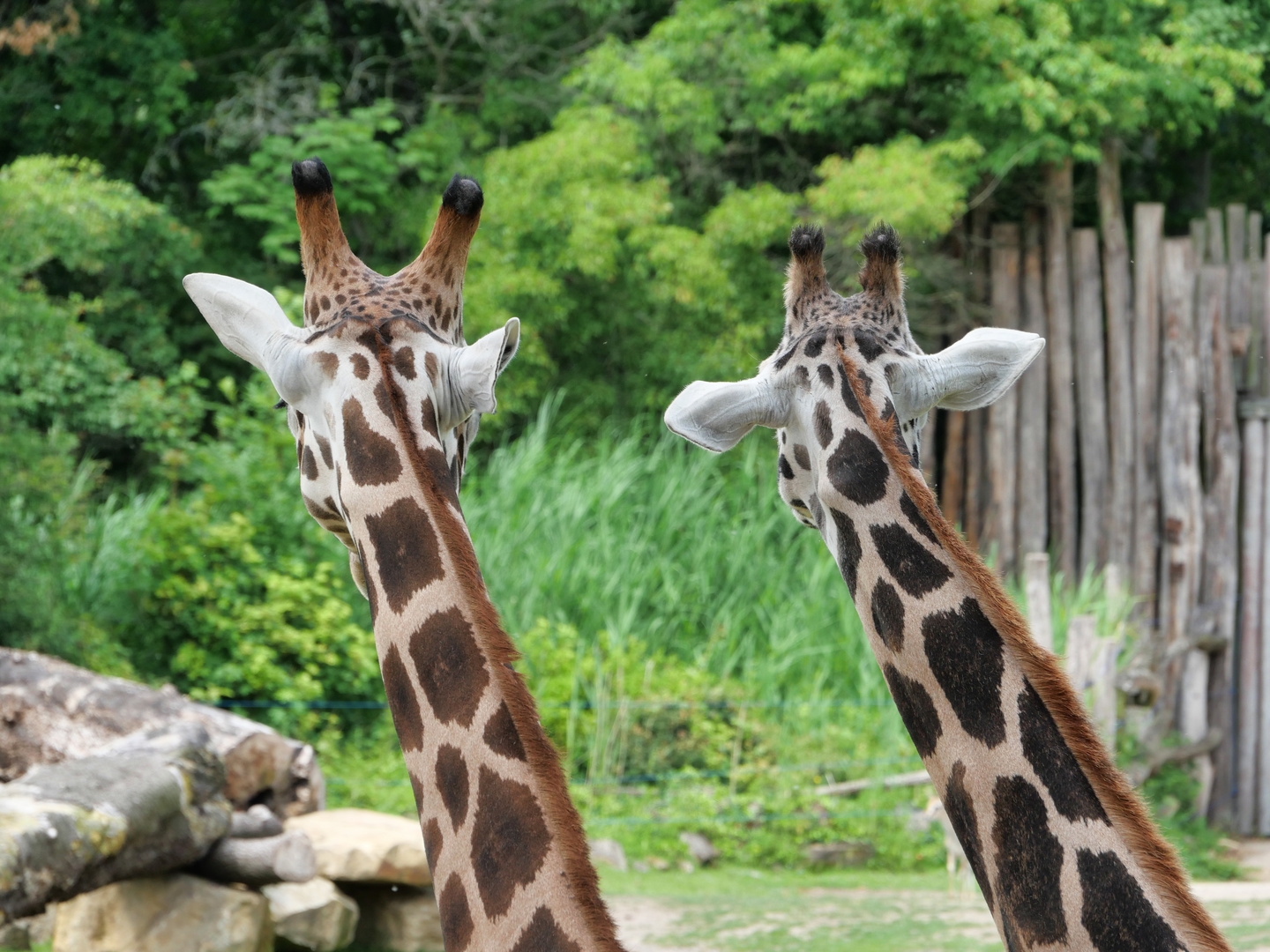 Tiere im Zoo Leipzig