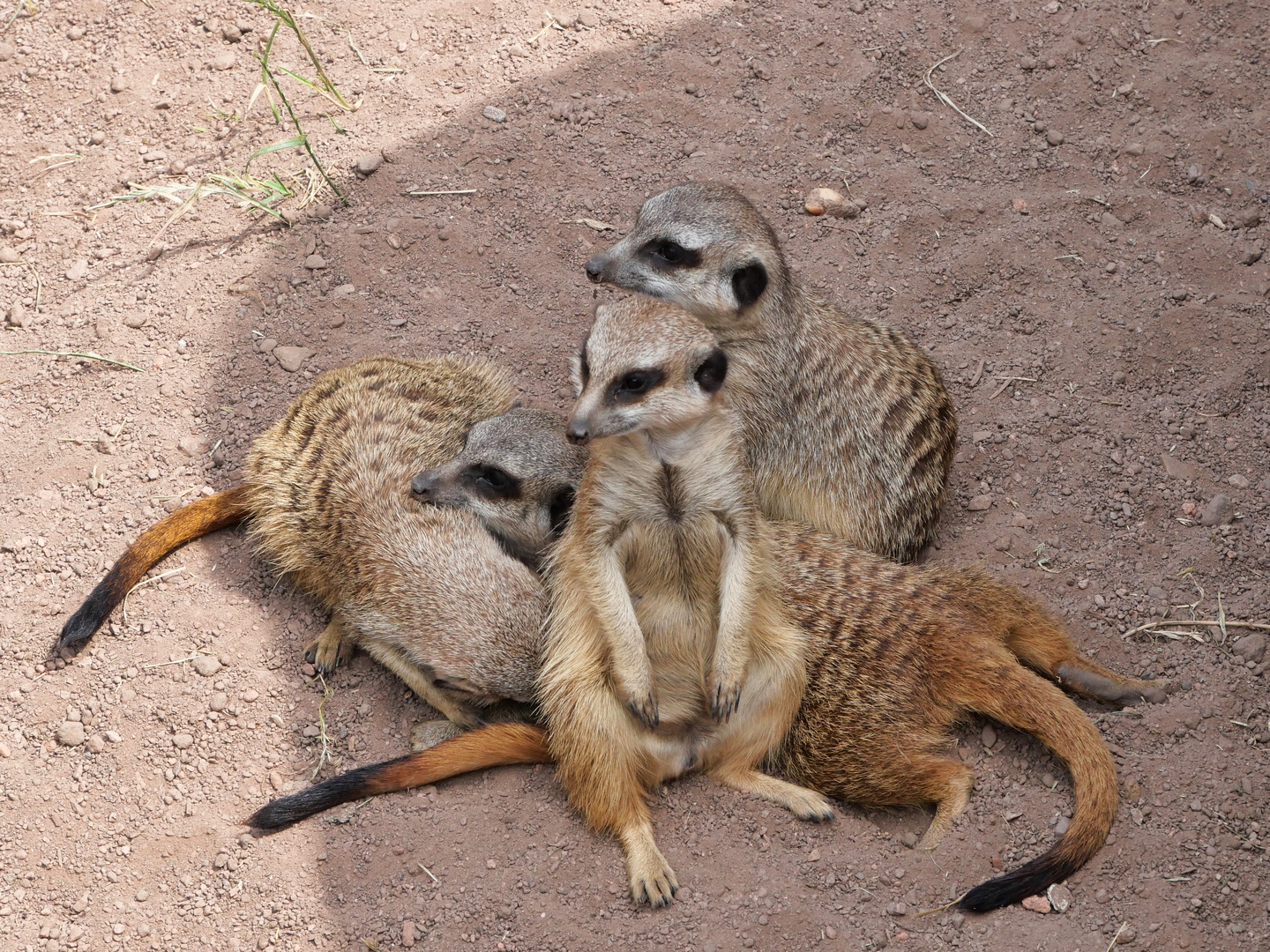 Tiere im Zoo Leipzig