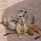 Tiere im Zoo Leipzig