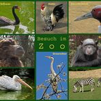 Tiere im Zoo (Zoo Neuwied / Rhein)