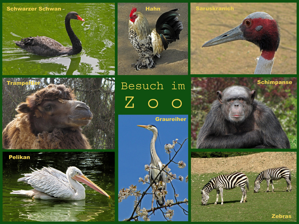 Tiere im Zoo (Zoo Neuwied / Rhein)