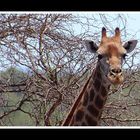 TIERE IN AFRIKA 2