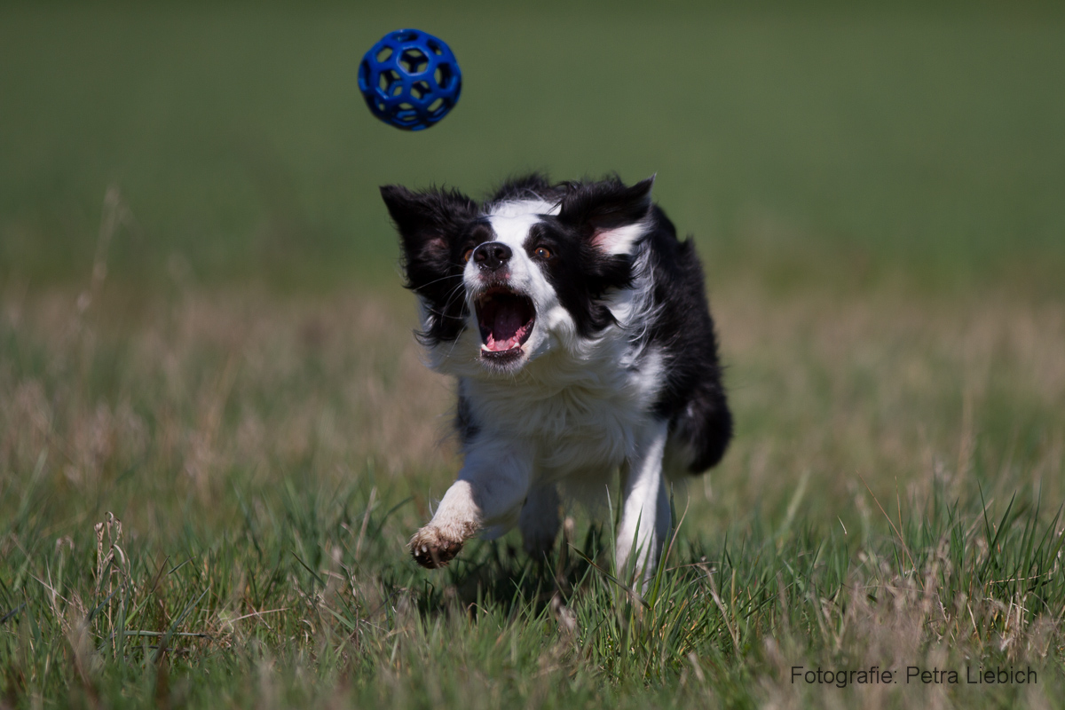 Tiere in Bewegung