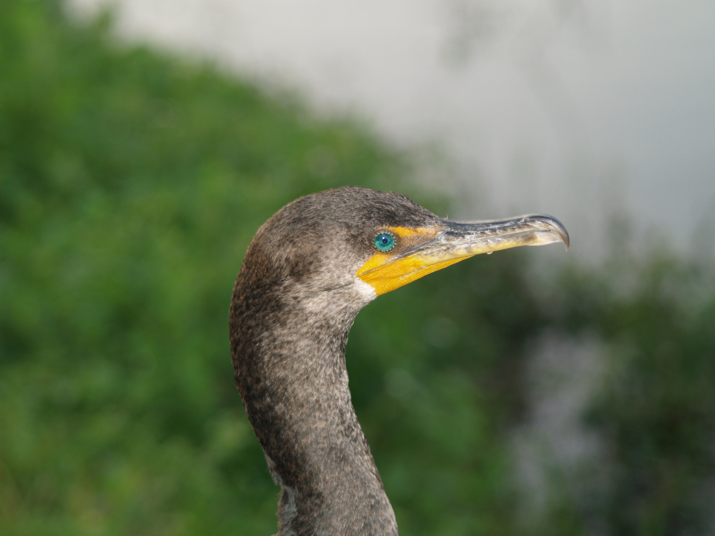 Tiere in den Everglades