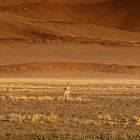 Tiere in der Namib