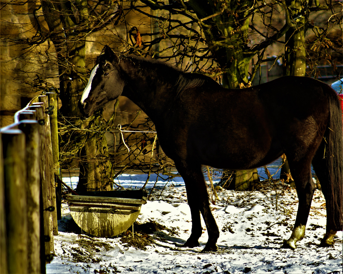 Tiere  in der Natur im Winter