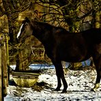 Tiere  in der Natur im Winter