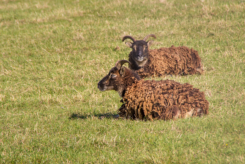 Tiere in der RFK Alzey