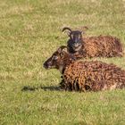 Tiere in der RFK Alzey