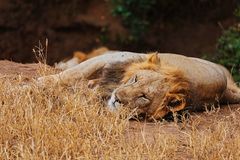 Tiere in der Wildnis