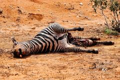 Tiere in der Wildnis