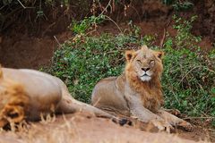 Tiere in der Wildnis