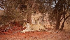 Tiere in der Wildnis