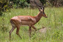 Tiere in der Wildnis