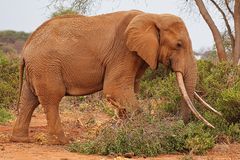 Tiere in der Wildnis