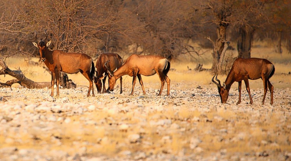 Tiere in Etosha