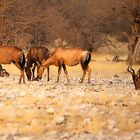 Tiere in Etosha