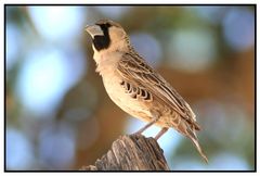 Tiere in Namibia - Fink - Webervogel?