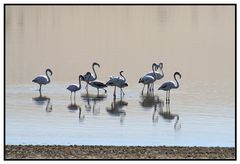 Tiere in Namibia - Flamingos