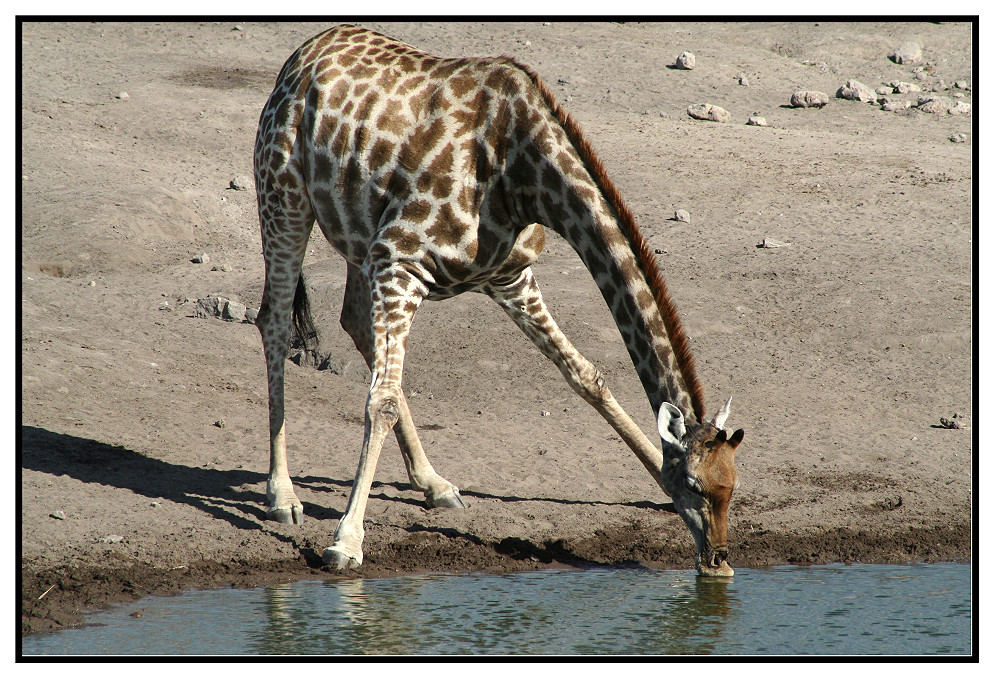 Tiere in Namibia - Giraffe