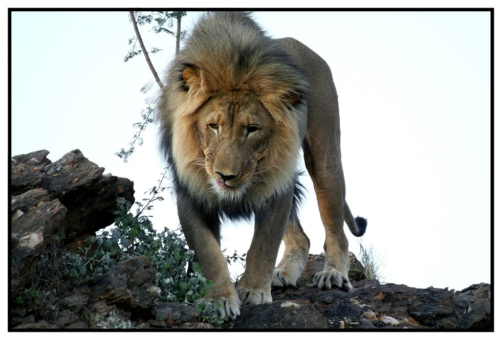 Tiere in Namibia - Löwe