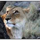 Tiere in Namibia - Löwin