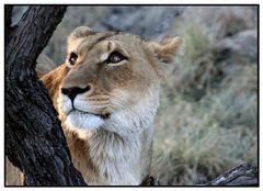 Tiere in Namibia - Löwin