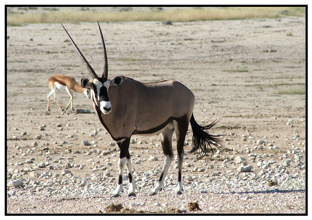 Tiere in Namibia - Oryx-Antilope