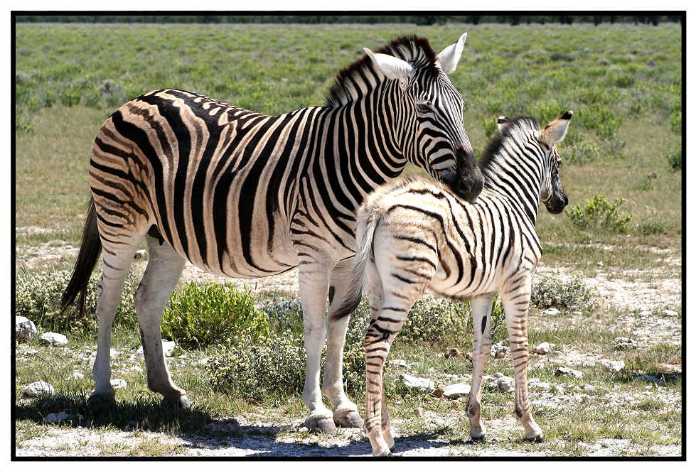Tiere in Namibia - Zebras