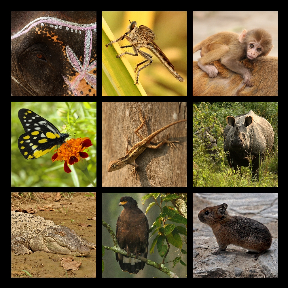 Tiere in Nepal