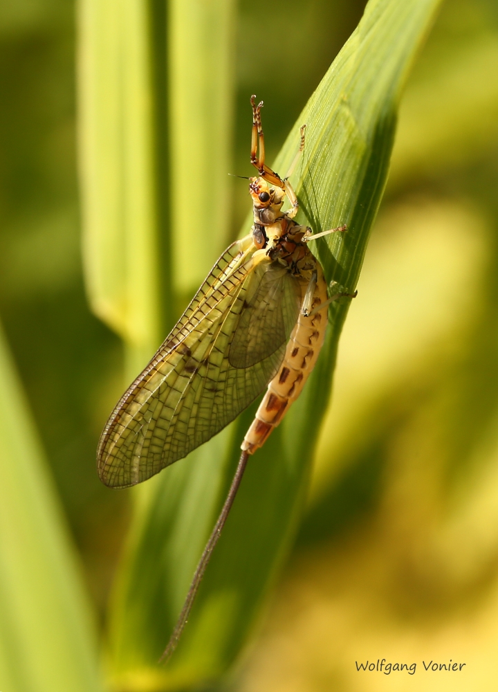 Tiere-Insekten-Dänische Eintagsfliege_2