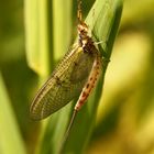 Tiere-Insekten-Dänische Eintagsfliege_2