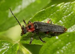 Tiere-Insekten-Gemeiner Weichkäfer-Cantharis fusca