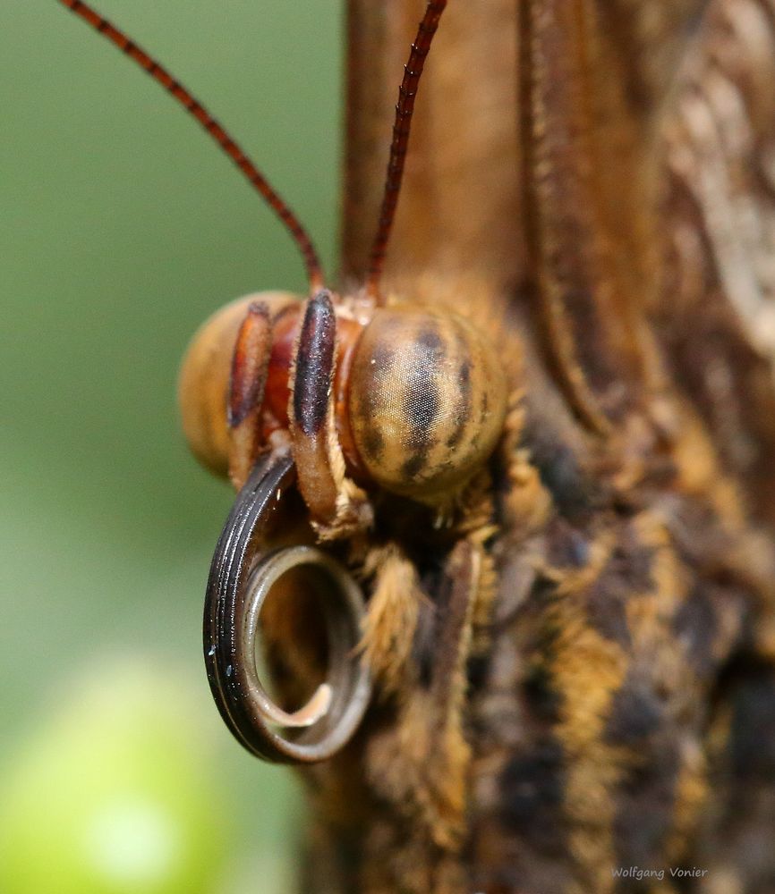 Tiere-Insekten-Schmetterling- Caligo memnon vom 28.12.2018