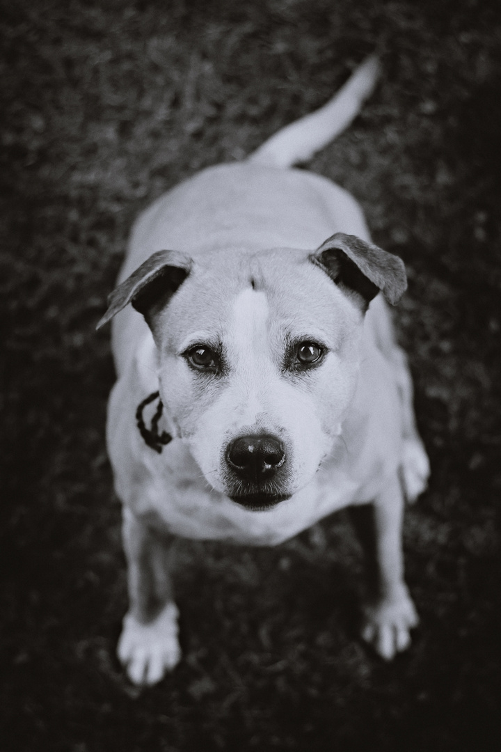 Tiere nie von oben fotografieren...