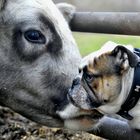 Tiere reden mit den Augen oft vernünftiger als Menschen mit dem Mund.