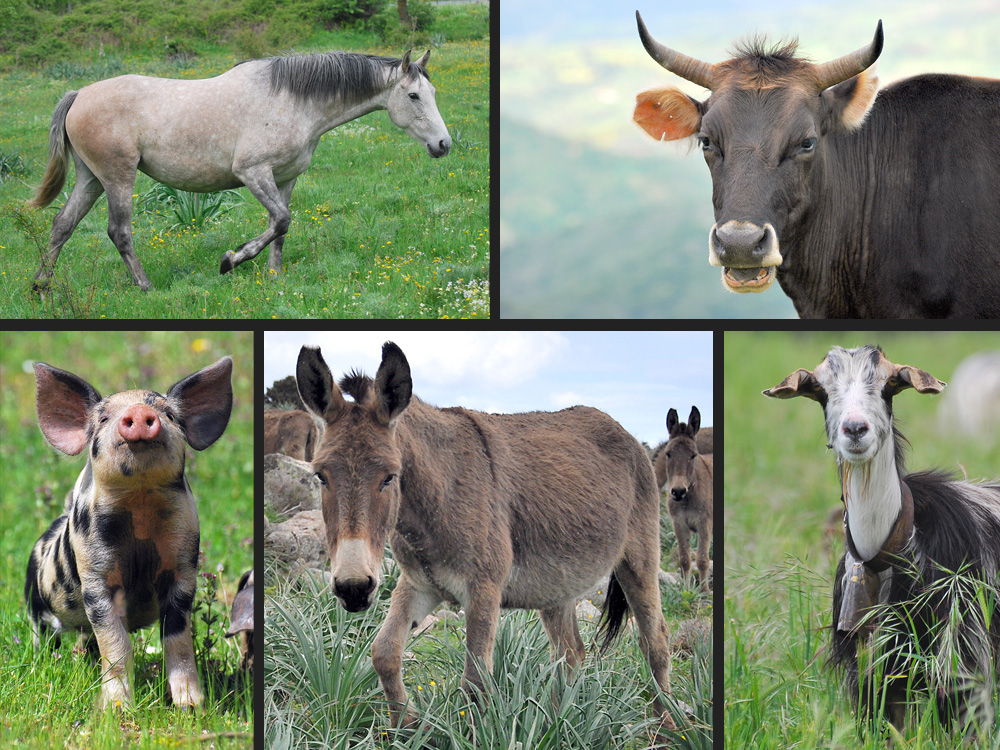 Tiere Sardiniens.