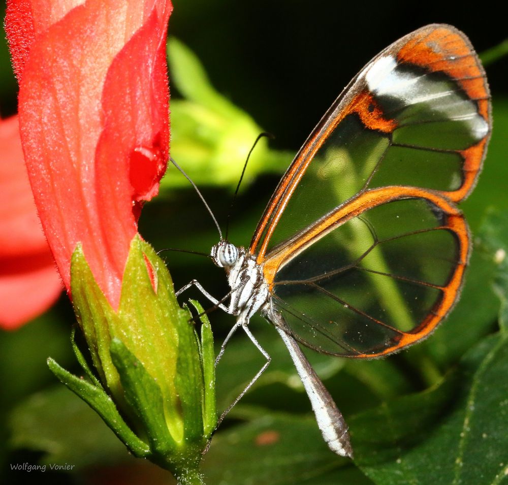 Tiere-Schmetterling-The Glass Wing Greta oto