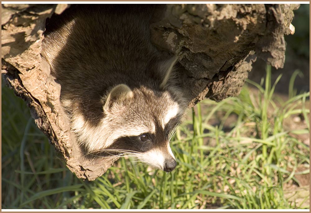 Tiere suchen ein Zuhause ...