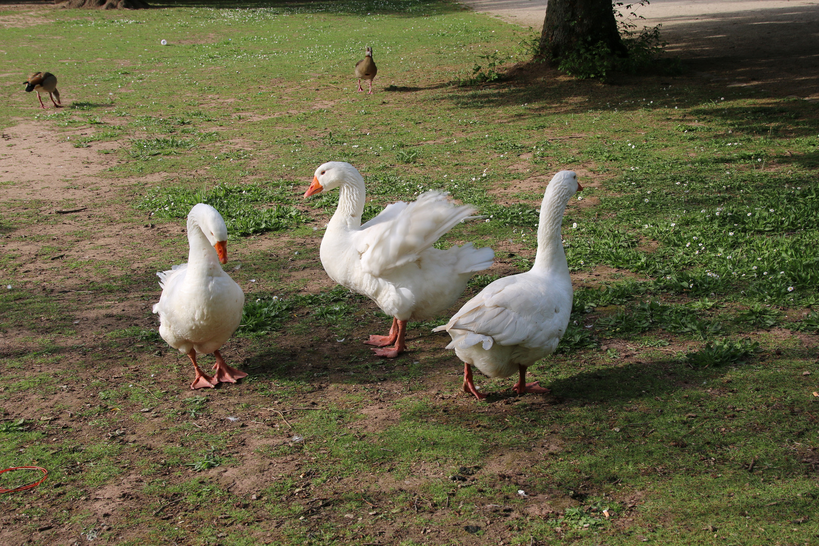 Tiere unserer Heimat