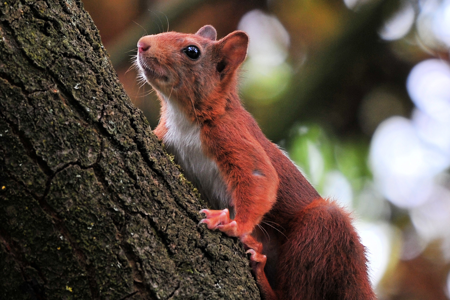 Tiere unseres Gartens 1