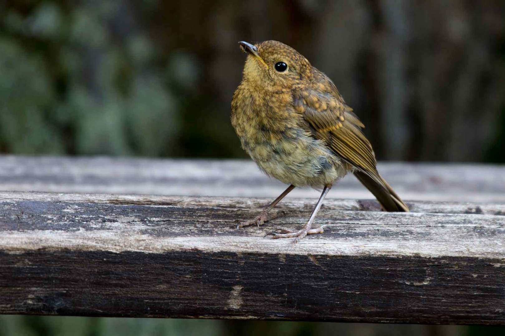 Tiere unseres Gartens 3