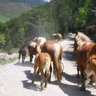 Tiere unterwegs: Donnern am Berg