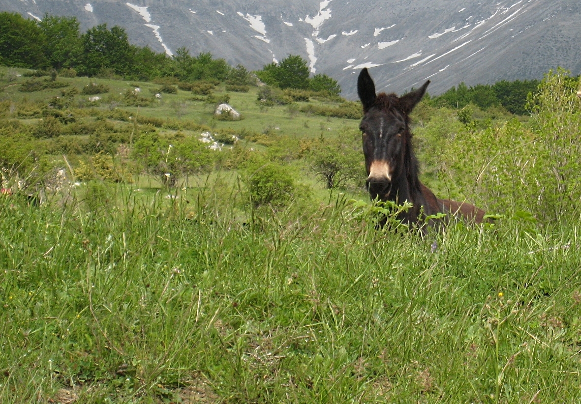 Tiere unterwegs: "Kuckuck!"