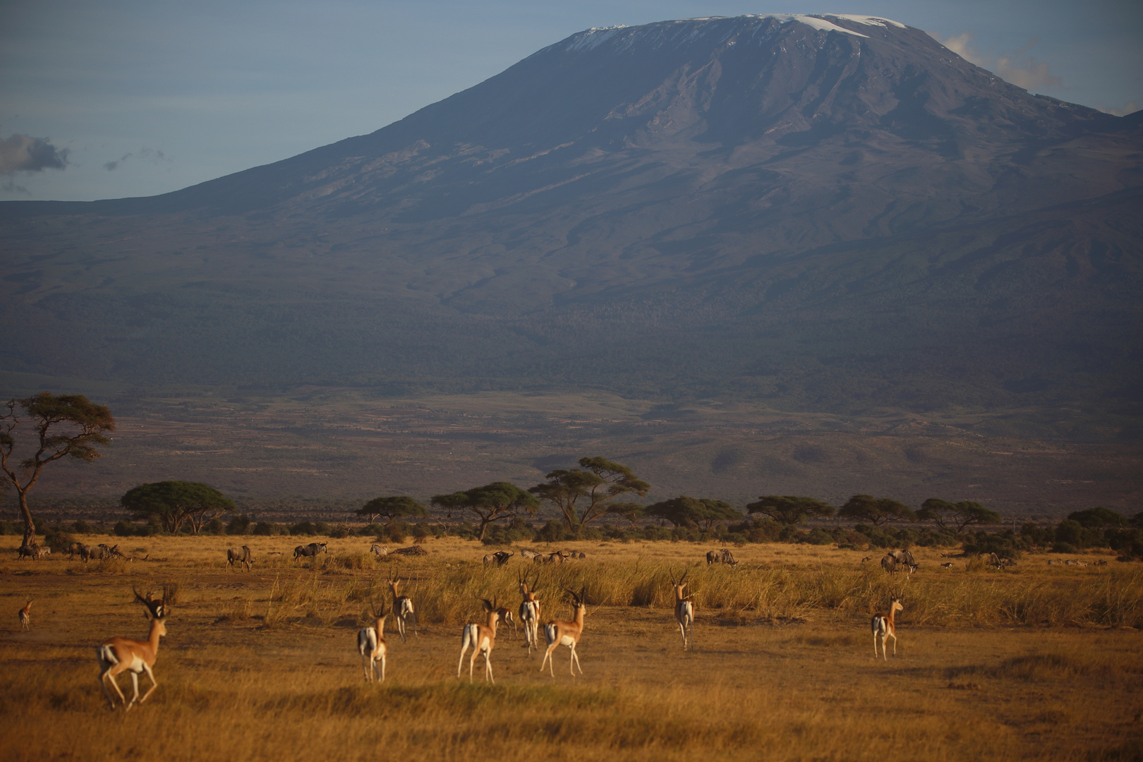 Tiere vor dem Kilimanjaro